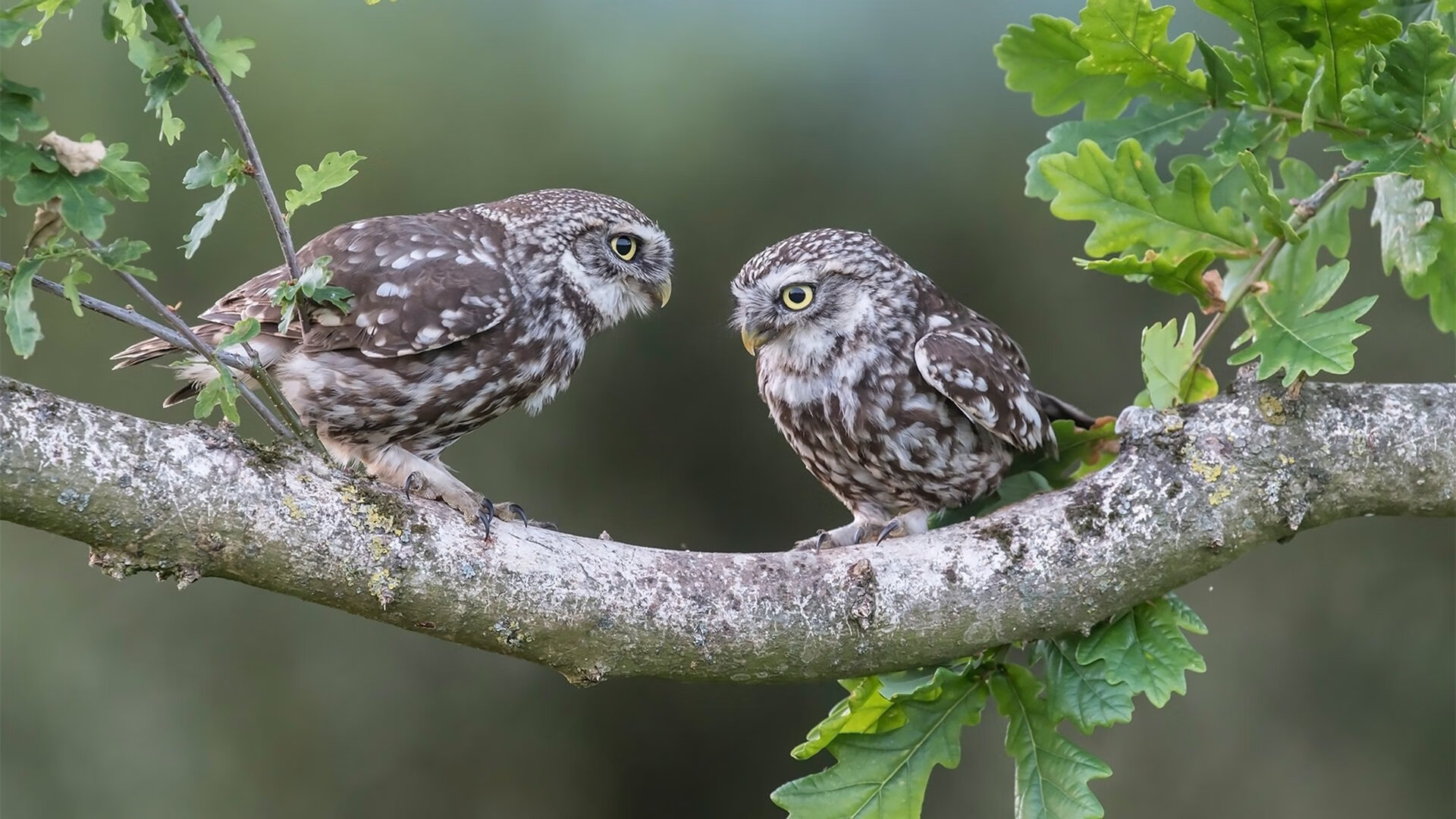 《《绝地求生》优化提升,游戏体验更流畅》,绝地求生优化软件叫啥