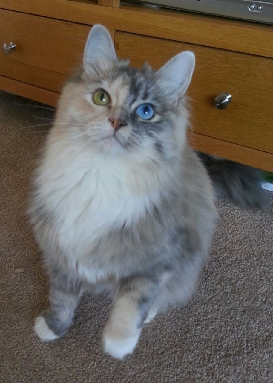 中国足球海外比赛交流活动频繁增多,中国足球国外